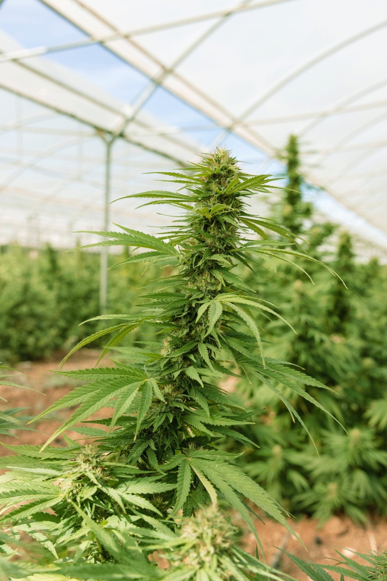 Greenhouses for growing medical cannabis