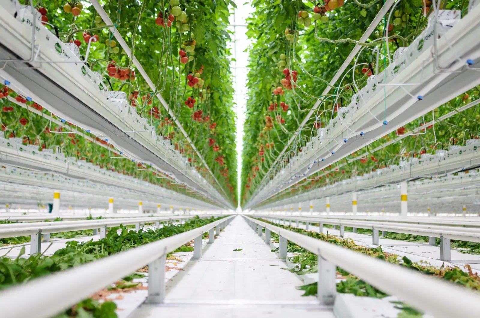 Production greenhouses