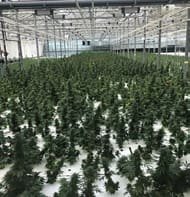 Greenhouse, floating system, SON-T
