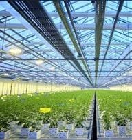 Greenhouse – veg: automated ebb-and-flood tables, flower: gutters with drippers, SON-T