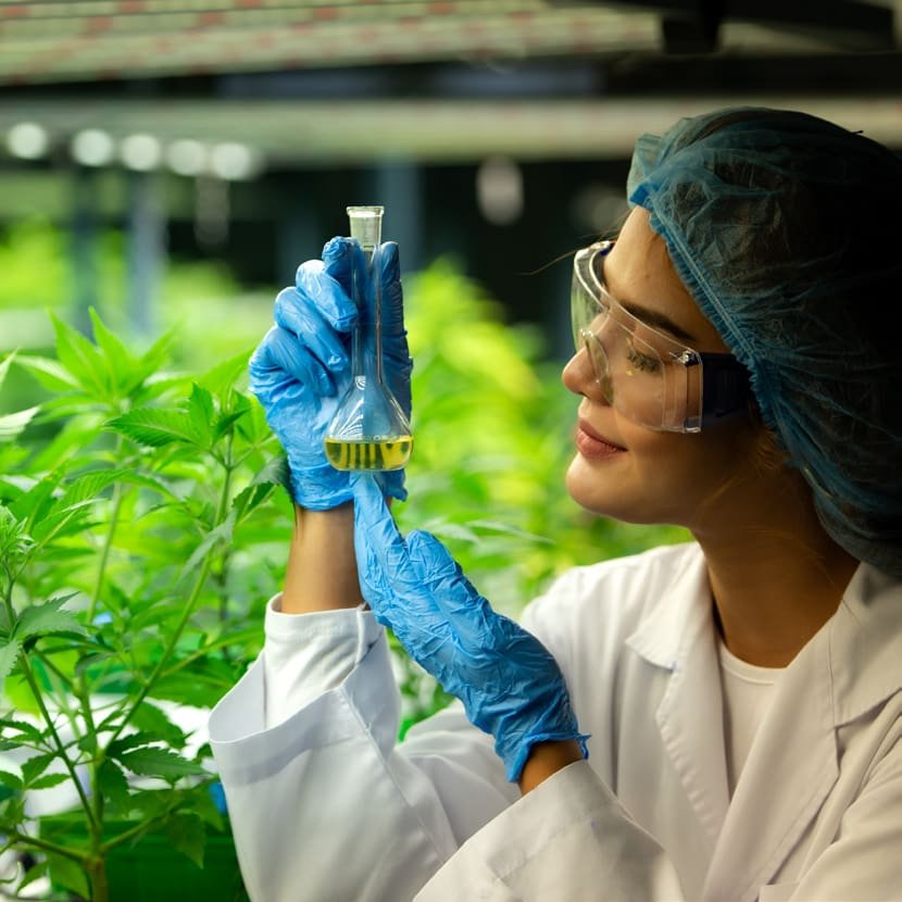 Greenhouses for growing medical cannabis